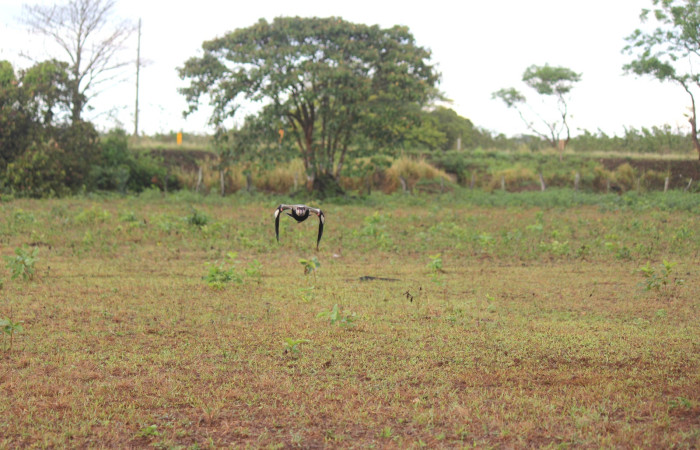 Fig. 6 Southern Lapwing (Ave Fría o Chorlito Sureño) <i>Vanellus chilensis</i> (Charadriidae). Estación Biológica Los Almendros Sector El Hacha ACG. 03 de mayo 2021, Foto. Roster Moraga