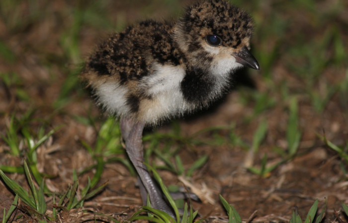 Fig. 8 Southern Lapwing (Ave Fría o Chorlito Sureño) <i>Vanellus chilensis</i> (Charadriidae). Estación Biológica Los Almendros Sector El Hacha ACG. 06 de mayo 2021, Foto. Roster Moraga
