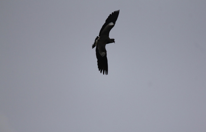 Fig. 9 Southern Lapwing (Ave Fría o Chorlito Sureño) <i>Vanellus chilensis</i> (Charadriidae). Estación Biológica Los Almendros Sector El Hacha ACG. 26 de agosto 2022, Foto. Roster Moraga