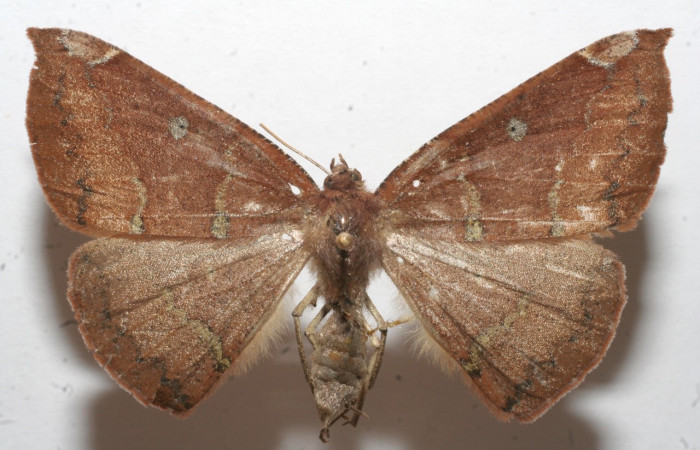 Figura 1. Adulto <i>Oxytenis semilunata</i> (Saturniidae). Área de Conservación Guanacaste, Sector Santa Rosa. 11-SRNP-100715-DHJ661385.jpg.