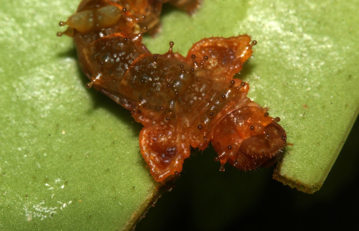 Figura 5. Larva <i>Oxytenis semilunata</i> (Saturniidae). Posición cabeza en la hoja de la planta <i>Satyria panurensis</i> (Ericaceae). 20-SRNP-30109-DHJ776082.jpg.