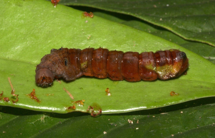 Figura 6. Larva <i>Oxytenis semilunata</i> (Saturniidae). Posición larteral entero en la hoja de la planta <i>Satyria panurensis</i> (Ericaceae). 20-SRNP-30116-DHJ776145.jpg.