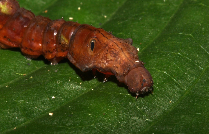 Figura 8. Larva <i>Oxytenis semilunata</i> (Saturniidae). Posición cabeza en la hoja de la planta <i>Satyria panurensisp</i> (Ericaceae). 20-SRNP-30116-DHJ776151.jpg.
