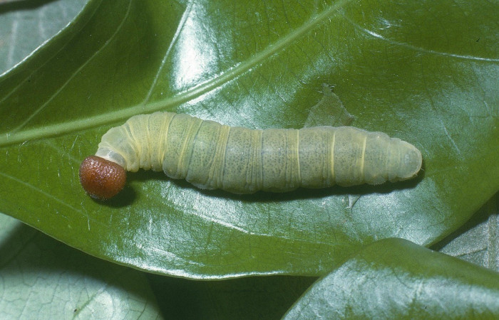  Larva en posición dorsal de <i>Phanus vitreas</i> (Hesperiidae), U estadio. Sector Del Oro, Estación Los Almendros. Voucher 04-SRNP-21004-DHJ82151.jpg.