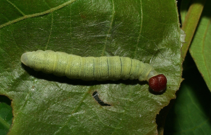  Larva en posición dorsal de <i>Phanus</i> vitreusDHJ02 (Hesperiidae), U estadio. Sector Cacao, Sendero Nayo. Voucher 06-SRNP-32751-DHJ415917.jpg.