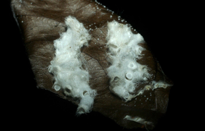  Capullos de parásito <i>Hypomicrogaster rugosus</i>, parásito de la familia Braconidae en <i>Phanus vitreus</i> (Hesperiidae),. Sector Rincon Rain Forest, Sendero Venado. Voucher 08-SRNP-41399-DHJ453504.jpg.