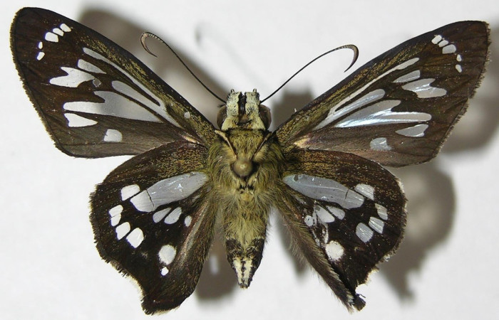  Adulto en posición ventral de <i>Phanus</i> vitreusDHJ01 (Hesperiidae). Sector San Cristóbal, Finca San Gabriel. Voucher  08-SRNP-5260-DHJ395785.