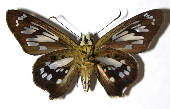  Adulto en posición ventral de <i>Phanus</i> vitreusDHJ02 (Hesperiidae). Sector Pitilla, Pasmompa. Voucher  05-SRNP-30876-DHJ324233.