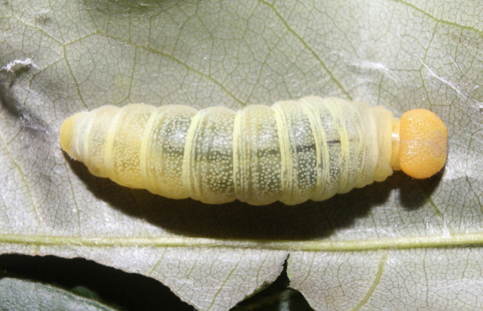  Larva en posición dorsal de <i>Phanus marshalli</i> (Hesperiidae), PU estadio. Sector Pitilla,Coneja. Voucher 17-SRNP-70982-DHJ737527.jpg.