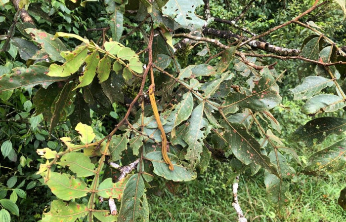  <i>Inga edulis</i> (introduced) (Fabaceae), planta hospedera de <i>Phanus vitreus</i> (Hesperiidae). Sector San Cristóbal, Sendero Piñal. Foto, Elda Araya, 18 Julio 2023.  