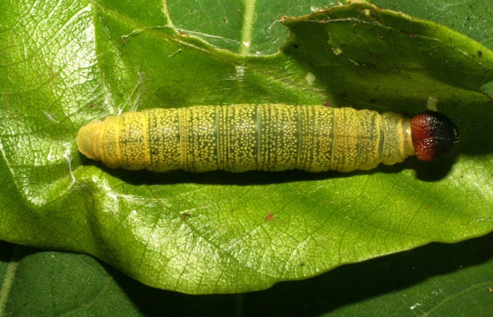  Larva en posición dorsal de <i>Phanus obscurior</i> (Hesperiidae), U estadio. Sector Pitilla, Sendero Bernales. Voucher 11-SRNP-31363-DHJ482387.jpg.