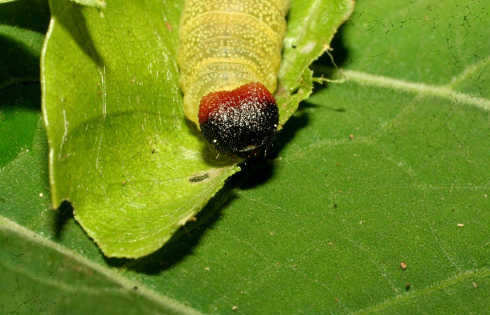  Cabeza en posición frontal de <i>Phanus obscurior</i> (Hesperiidae), U estadio. Sector Pitilla, Sendero Bernale. Voucher 11-SRNP-31363-DHJ482395.jpg.