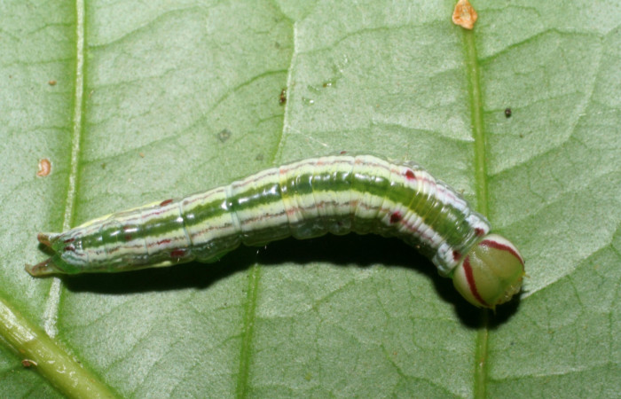  Larva en posición dorsal de <i>Hemiceras nigricosta</i> (Notodontidae), PU estadio. Sector Pitilla, Sendero Orosilito. Voucher 08-SRNP-30114-DHJ438403.jpg.
