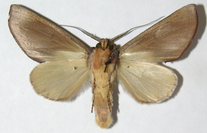 Adulto en posición ventral de <i>Hemiceras nigricosta[/I] (Notodontidae). Sector Cacao, Sendero Derrumbe. Voucher 09-SRNP-36561-DHJ515021.