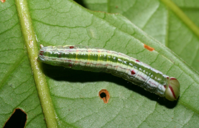 Larva en posición dorsal de <i>Hemiceras nigricosta</i> (Notodontidae), PU estadio. Sector Pitilla, Sendero Orosilito. Voucher 08-SRNP-30114-DHJ438406.jpg.
