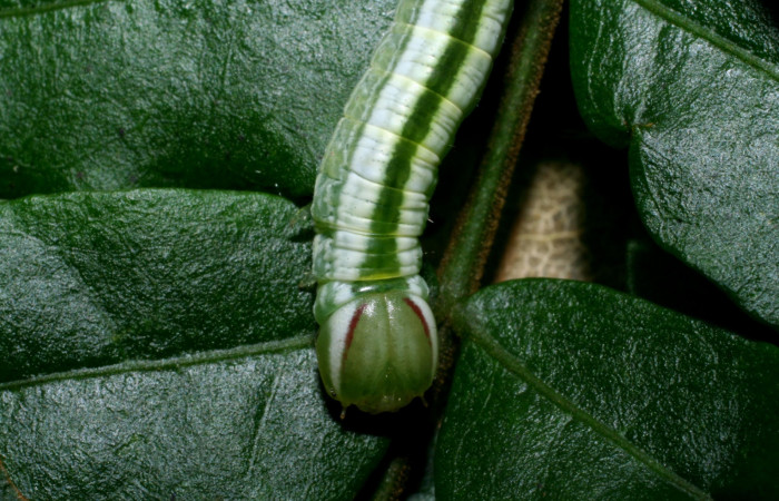 Cabeza en posición frontal de <i>Hemiceras nigricosta</i> (Notodontidae), PU estadio. Sector Cacao, Sendero Derrumbe. Voucher 08-SRNP-36152-DHJ441551.jpg.