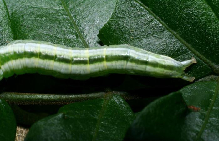 Cola en posición dorsal de <i>Hemiceras nigricosta</i> (Notodontidae), PU estadio. Sector Cacao, Sendero Derrumbe. Voucher 08-SRNP-36152-DHJ441552.jpg.