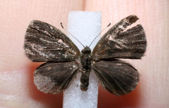 Figura 12. Adulto <i>Sarota acantus</i> (Riodinidae), posición vista dorsal. (11-SRNP-71619-DHJ551297).