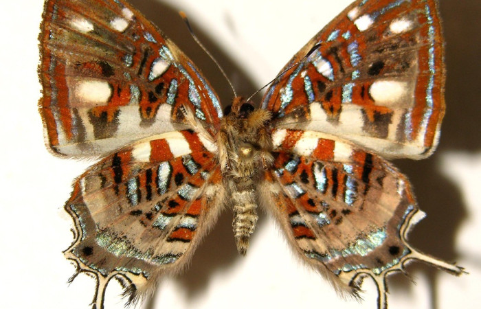 Figura 14. Adulto <i>Sarota chrysus</i> (Riodinidae), posición vista ventral. (03-SRNP-20522-DHJ91995).