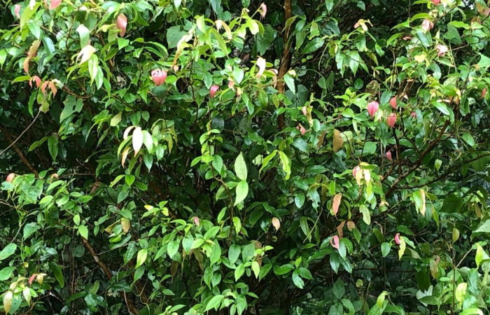 Figura 17. Planta <i>Myrcia splendens</i>, (Myrtaceae), de <i>Sarota acantus</i>, (Riodinidae). Foto, Gloria sihezar. Sendero piñal 20 de julio 2017.