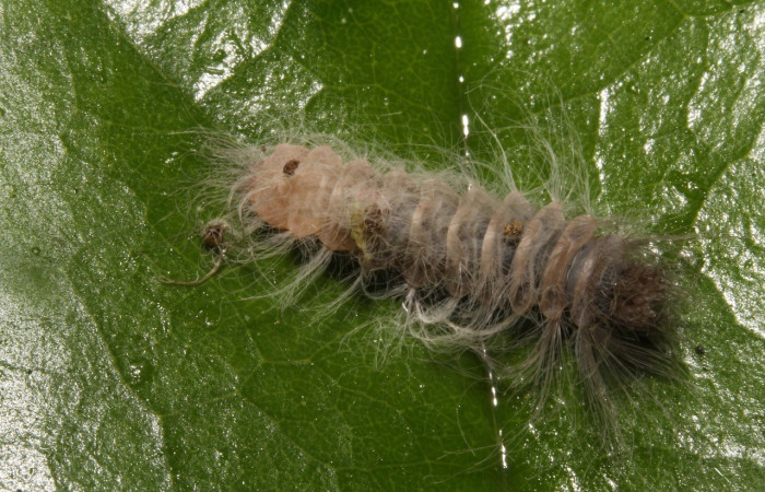 Figura 2. Dorsal entero <i>Sarota acantus</i>, (Riodinidae), en la planta <i>Schlegelia fastigiata</i> (Schlegeliaceae). Sector Rincon Rain Forest. Garzasol (elevación 400 metros), Colectada 31 octubre 2014. (14-SRNP-44675-DHJ724265.jpg).