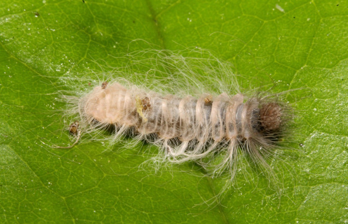Figura 3. Lateral entero <i>Sarota acantus</i>, (Riodinidae), en la planta <i>Schlegelia fastigiata</i> (Schlegeliaceae). Sector Rincon Rain Forest. Garzasol (elevación 400 metros), Colectada 31 octubre 2014. (14-SRNP-44675-DHJ724264.jpg).