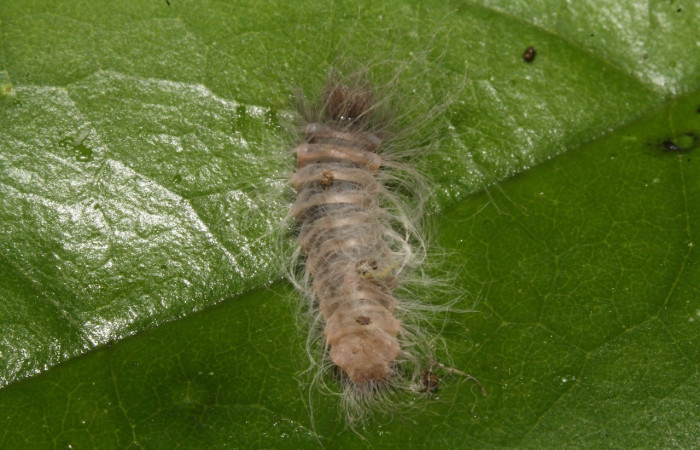 Figura 5. Parte posterior <i>Sarota acantus</i>, (Riodinidae), en la planta <i>Schlegelia fastigiata</i> (Schlegeliaceae). Sector Rincon Rain Forest. Garzasol (elevación 400 metros), Colectada 31 octubre 2014. (14-SRNP-44675-DHJ724267.jpg).