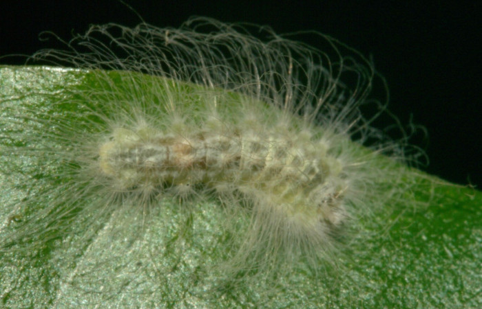 Figura 6. Dorsal entero <i>Sarota acantus</i>, (Riodinidae), en la planta <i>Myrcia splendens</i> (Myrtaceae). San Cristóbal. Sendero Huerta (elevación 527 metros), Colectada 20 setiembre 2012. (12-SRNP-4249-DHJ487242.jpg).