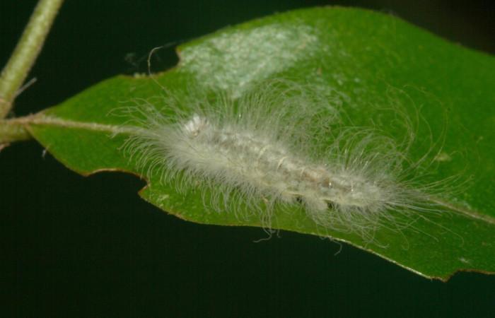 Figura 7. Lateral entero <i>Sarota acantus</i>, (Riodinidae), en la planta <i>Myrcia splendens</i> (Myrtaceae). San Cristóbal. Sendero Huerta (elevación 527 metros), Colectada 20 setiembre 2012. (12-SRNP-4249-DHJ487245.jpg).