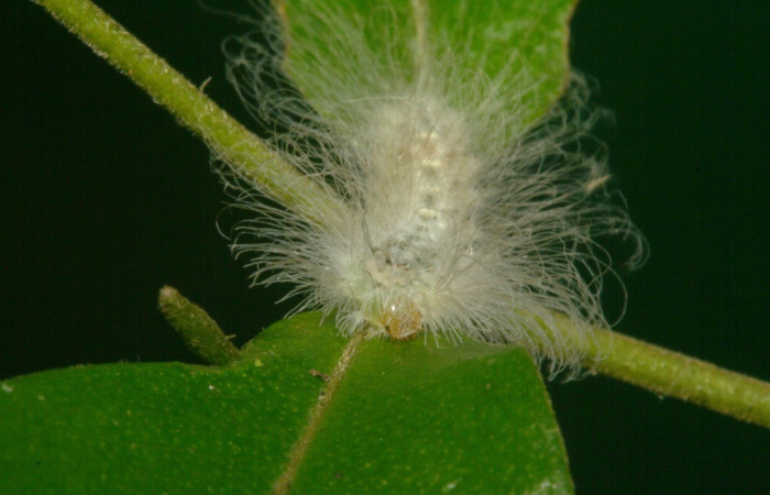 Figura 8. Cabeza <i>Sarota acantus</i>, (Riodinidae), en la planta <i>Myrcia splendens</i> (Myrtaceae). San Cristóbal. Sendero Huerta (elevación 527 metros), Colectada 20 setiembre 2012. (12-SRNP-4249-DHJ487247.jpg).