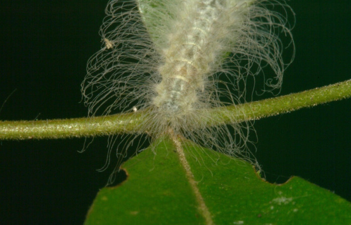 Figura 9. Parte posterior <i>Sarota acantus</i>, (Riodinidae), en la planta <i>Myrcia splendens</i> (Myrtaceae). San Cristóbal. Sendero Huerta (elevación 527 metros), Colectada 20 setiembre 2012. (12-SRNP-4249-DHJ487248.jpg).