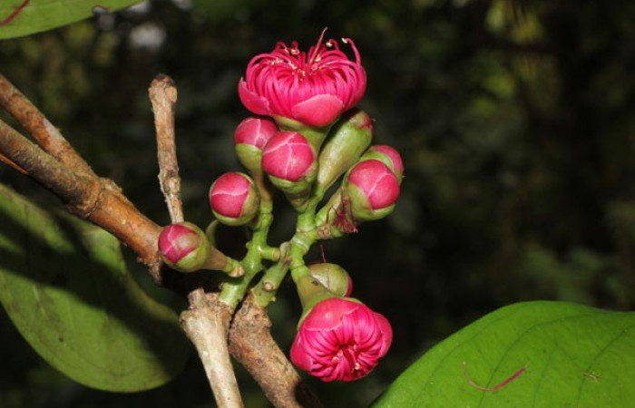 Figura. 10 Botones florales, <i>Syzygium malacense</i>, (Myrtaceae). Area de Conservación Guanacaste. Sector Rincón Rain Forest. Cafecito, (elevación 455 metros), colectada el 18 de mayo 2023. Foto, Jorge Hernández. 