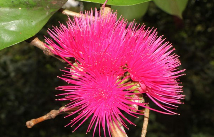 Figura. 11 Flores en ramas, <i>Syzygium malacense</i>, (Myrtaceae). Area de Conservación Guanacaste. Sector Rincón Rain Forest. Cafecito, (elevación 455 metros), colectada el 18 de mayo 2023. Foto, Jorge Hernández. 