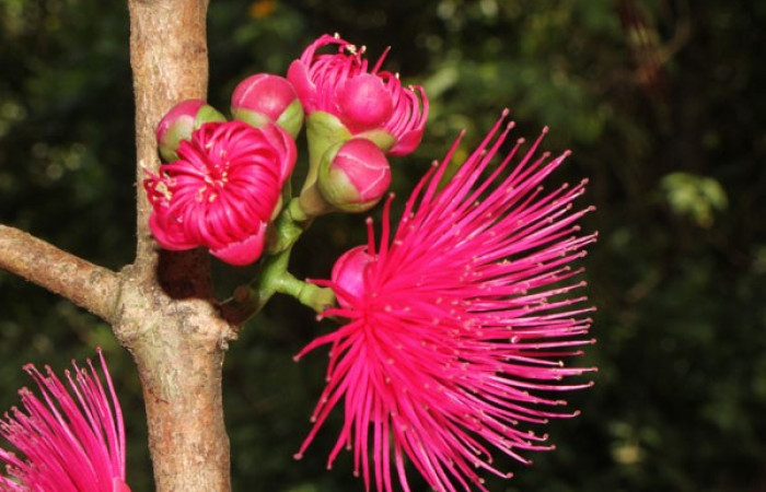 Figura. 13 Flor lateral y botones, <i>Syzygium malacense</i>, (Myrtaceae). Area de Conservación Guanacaste. Sector Rincón Rain Forest. Cafecito, (elevación 455 metros), colectada el 18 de mayo 2023. Foto, Jorge Hernández.