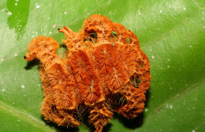 Figura. 19 Larva <i>Phobetron</i> hipparchiaDHJ01 (Limacodidae), posición dorsal entero alimentándose en <i>Syzygium malacense</i>, (Myrtaceae). (07-SRNP-65500-DHJ429457.jpg). 