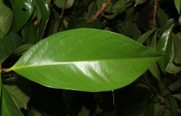 Figura. 2 Hojas haz, <i>Syzygium malacense</i>, (Myrtaceae). Area de Conservación Guanacaste. Sector Rincón Rain Forest. Cafecito, (elevación 455 metros), colectada el 18 de mayo 2023. Foto, Jorge Hernández. 
