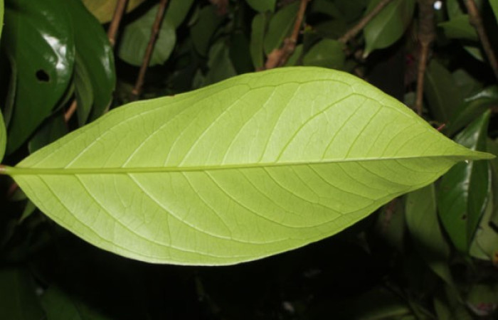 Figura. 3 Hojas envés, <i>Syzygium malacense</i>, (Myrtaceae). Area de Conservación Guanacaste. Sector Rincón Rain Forest. Cafecito, (elevación 455 metros), colectada el 18 de mayo 2023. Foto, Jorge Hernández. 