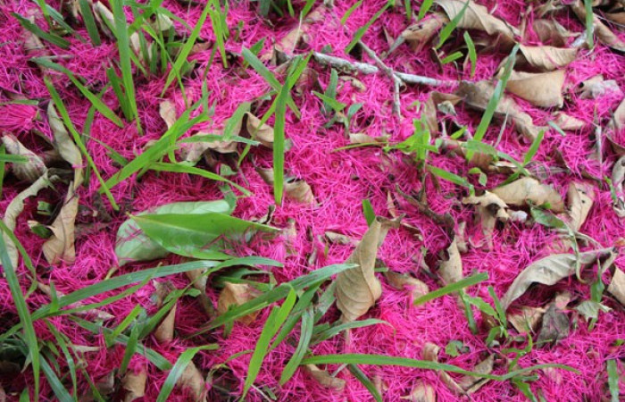 Figura. 9 Estambres caídos en suelo, <i>Syzygium malacense</i>, (Myrtaceae). Area de Conservación Guanacaste. Sector Rincón Rain Forest. Cafecito, (elevación 455 metros), colectada el 18 de mayo 2023. Foto, Jorge Hernández. 