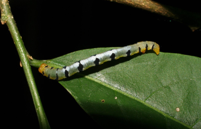 Figura 10. Larva <i>Thysanopyga</i> biolep05 (Geometridae), color verde con machas negras en los laterales, posición dorsal, último estadio, mide 16 mm aproximadamente. Planta hospedera <i>Margaritaria nobilis</i> (Arecaceae). Voucher: 07-SRNP-22026- DHJ426450.jpg.
