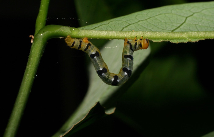 Figura 11. Larva <i>Thysanopyga</i> biolep05 (Geometridae), color verde con machas negras en los laterales, posición dorsal, último estadio, mide 16 mm aproximadamente. Planta hospedera <i>Margaritaria nobilis</i> (Arecaceae). Voucher: 07-SRNP-22026- DHJ426449.jpg.
