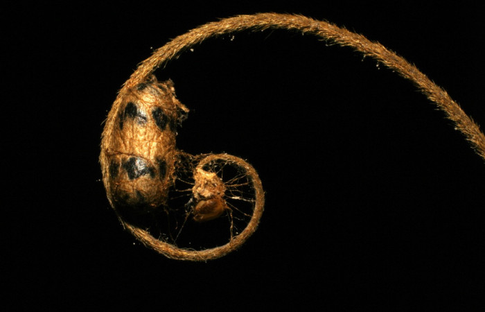 Figura 12. Restos de capullo del parásito <i>Microcharops</i> tibialisDHJ04, color café con manchas negras, <i>Thysanopyga cermala</i>(Geometridae). Voucher: 05-SRNP-33949-DHJ410073.jpg.
