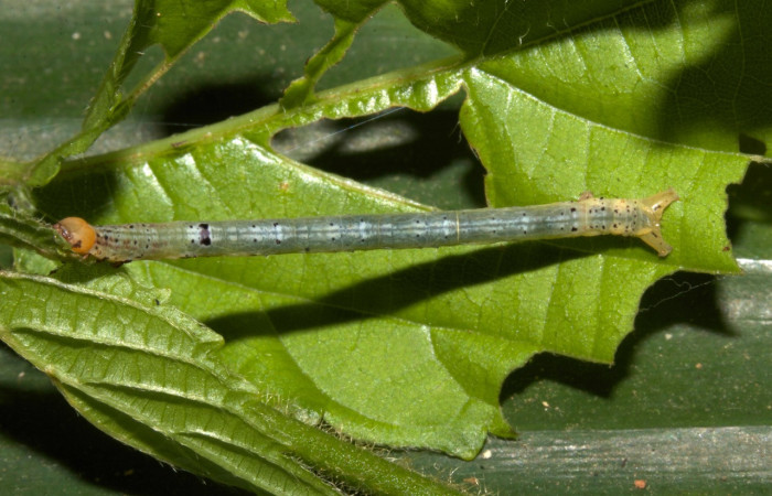 Figura 14. Larva <i>Thysanopyga cermala</i> (Geometridae), color verde con puntos negros, posición dorsal, último estadio, mide 26 mm aproximadamente. Planta hospedera <i>Margaritaria nobilis</i> (Arecaceae). Voucher: 19-SRNP-30401-DHJ749831.jpg.