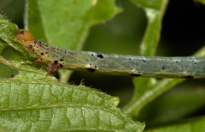 Figura 15. Larva <i>Thysanopyga cermala</i> (Geometridae), color verde con puntos negros, posición dorsal, último estadio, mide 26 mm aproximadamente. Planta hospedera <i>Margaritaria nobilis</i> (Arecaceae). Voucher: 19-SRNP-30401-DHJ749836.jpg.