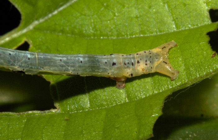 Figura 16. Larva <i>Thysanopyga cermala</i> (Geometridae), color verde con puntos negros, posición dorsal, último estadio, mide 26 mm aproximadamente. Planta hospedera <i>Margaritaria nobilis</i> (Arecaceae). Voucher: 19-SRNP-30401-DHJ749837.jpg.