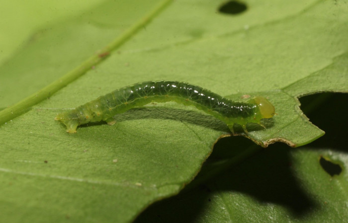 Figura 2. Larva <i>Thysanopyga</i> BioLep02 (Geometridae), color verde, posición lateral, último estadio, mide 15 mm aproximadamente. Planta hospedera <i>Ilex skutchii</i> (Arecaceae). Voucher: 20-SRNP-36726-DHJ771151.jpg.