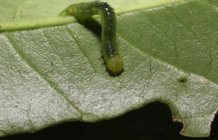 Figura 3. Larva <i>Thysanopyga</i> BioLep02 (Geometridae), color verde, posición frontal, último estadio, mide 15 mm aproximadamente. Planta hospedera <i>Ilex skutchii</i> (Arecaceae). Voucher: 20-SRNP-36726-DHJ771150.jpg.
