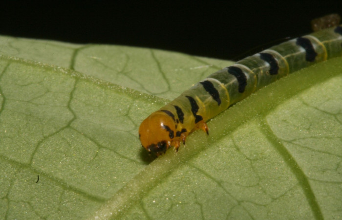 Figura 6. Larva <i>Thysanopyga</i> biolep05 (Geometridae), color verde con machas negras en los laterales, posición frontal, último estadio, mide 16 mm aproximadamente. Planta hospedera <i>Margaritaria nobilis</i> (Arecaceae). Voucher: 11-SRNP-44103- DHJ488916.jpg.