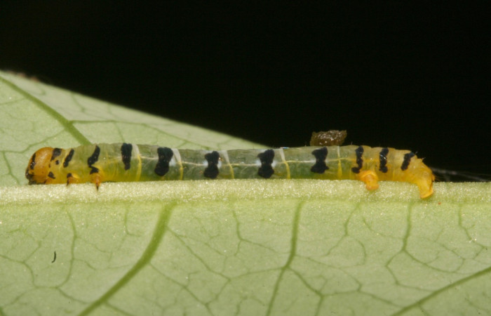 Figura 8. Larva <i>Thysanopyga</i> biolep05 (Geometridae), color verde con machas negras en los laterales, posición lateral, último estadio, mide 16 mm aproximadamente. Planta hospedera <i>Margaritaria nobilis</i> (Arecaceae). Voucher: 11-SRNP-44103- DHJ488912.jpg.
