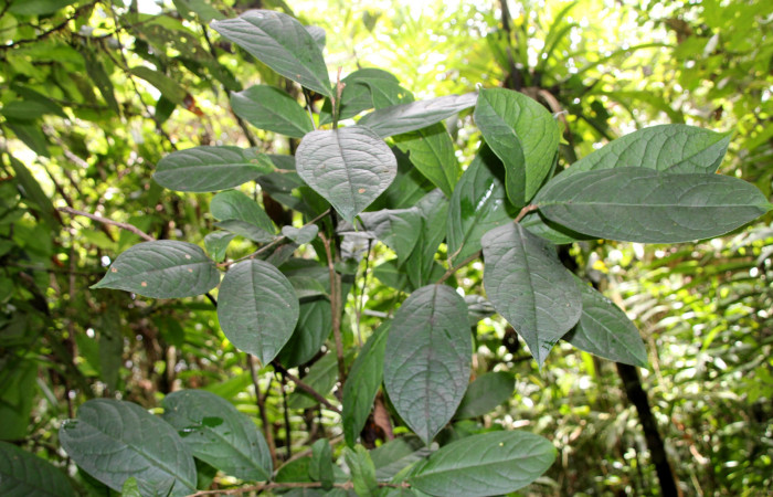 Figura 21. <i>Planta Ilex skutchii</i> (Aquifoliaceae), parte enfocada haz de la rama. Foto tomada Jose pérez 6Agosto2023.