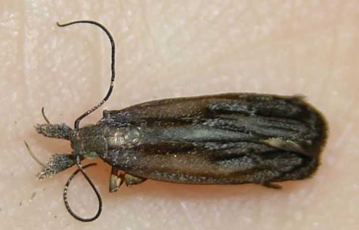Figura 7. Adulto <i>Dichomeris</i> Janzen08 (Gelechiidae). Voucher 09-SRNP-2106-DHJ511422.jpg.